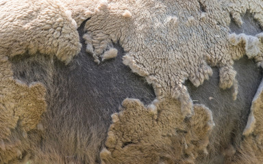 Fellwechsel beim Wisent (Bos bonasus) - Textur 