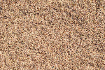 Lawn grass seeds