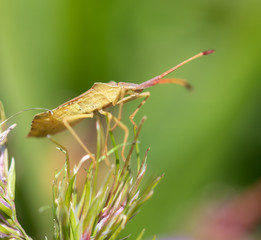 bedbug in nature in spring