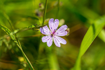 Purple flower in the grass on nature