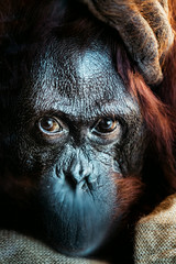 Orangutan, Portrait, Gesicht, Augen, Blick, Inning