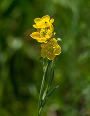 Yellow flower in spring steppe