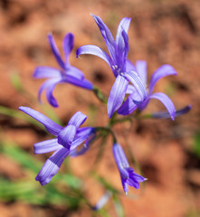 Blue flower in the spring steppe
