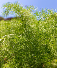 Green leaves on carrot in spring