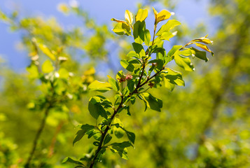 Small green leaves on a tree in spring