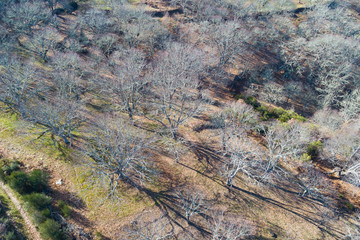 Plantación de castaños durante el invierno, municipio de Riós. Ourense, Galicia. España.