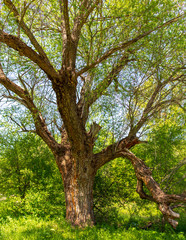 Tree in the steppe near the river in the spring