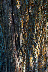 Obraz premium Tree bark as abstract background