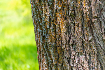 Tree bark as abstract background