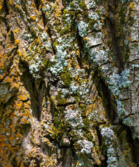 Tree bark as abstract background