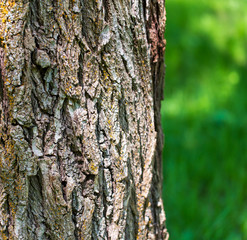 Tree bark as abstract background