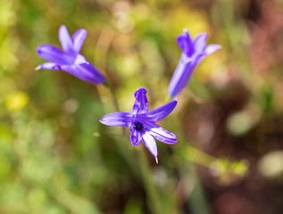Blue flower in the spring steppe