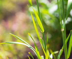 Green leaves on the grass in spring