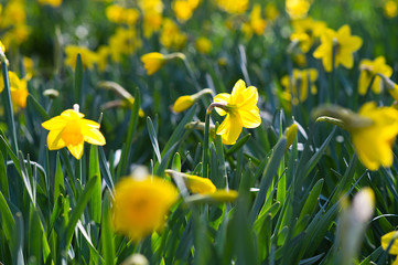 Narcissus in the garden. Yellow daffodils.