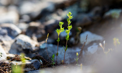 Grass grows in mountain fat