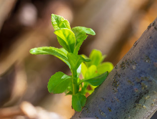 Small green leaves on a tree in spring