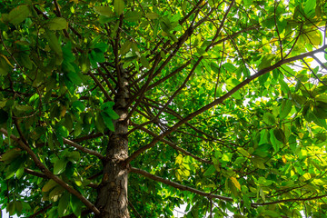 Background of nature