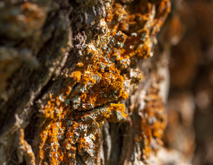 Stone rock in the mountains as a background