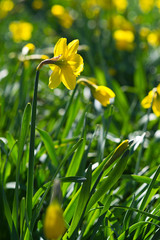 Narcissus in the garden. Yellow daffodils.