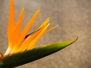 Obraz premium Bird of Paradise flower indoor