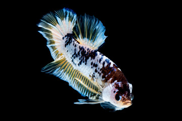 Betta fish Fight in the aquarium