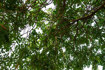 Background of nature