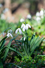 Snowdrop flowers in spring forest.