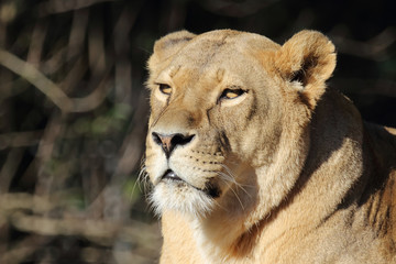 Afrikanischer Löwe / African Lion / Panthera Leo.