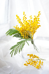 Bouquet of mimosa flowers on wooden background. March 8.