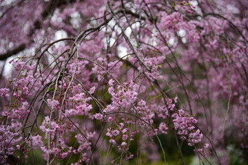 枝垂れ桜