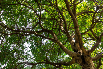 Background of nature