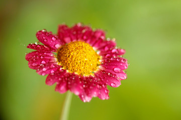 Daisy flower with droplets. Chrysanthemum sp.