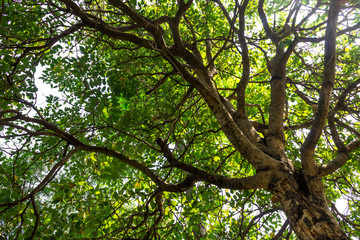 Background of nature