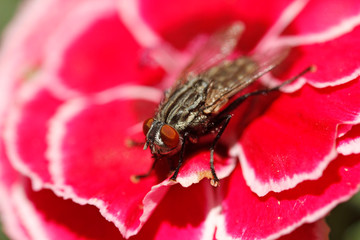 Blow fly. Calliphora vicina.