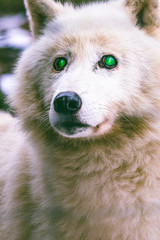 Arktischer Wolf, Sage, Augen, Blick 