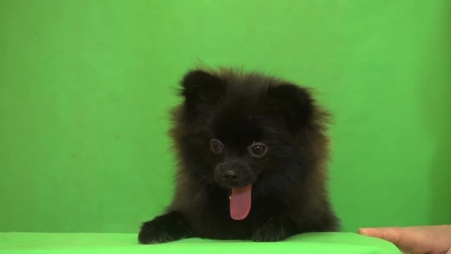 portrait of black pomeranian spitz on green screen