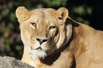 Afrikanischer Löwe / African Lion / Panthera Leo.