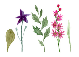 Set of watercolor wildflowers isolated on white background. Hand drawn painted flowers illustration. Flower clipart. Summer disign