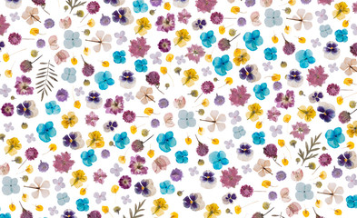 flat pressed dried flower pattern isolated on white background