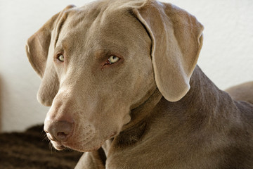 Weimaraner Jagdhund Portrait