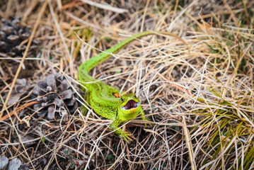 bright green lizard defensively grins in the dry grass