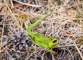 bright green lizard defensively grins in the dry grass
