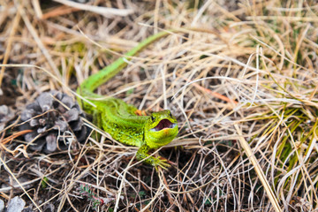 bright green lizard defensively grins in the dry grass