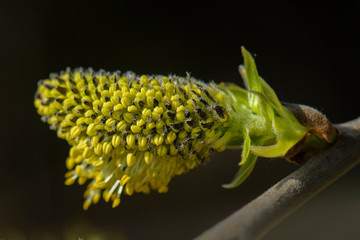 Weidenkätzchen vor aufblühen