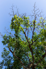 Background of nature