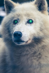 Arktischer Wolf, Augen, Grün, Blick, Portrait