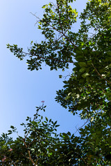 Background of nature