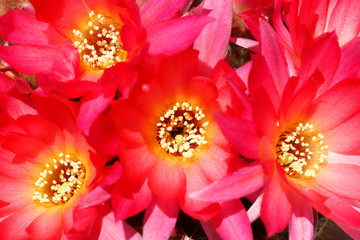 Chamaelobivia flowers.