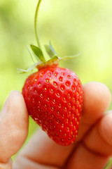 Strawberry.