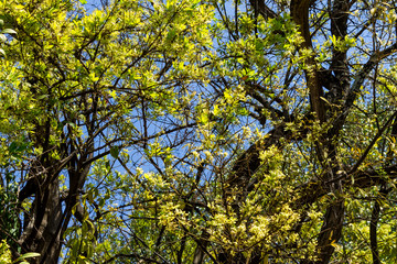 Background of nature